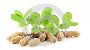 Peanuts grow on lush green plant leaves.AI Generated
