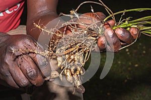 Peanuts growing on plant Arachis hypogaea being harvested, cleaned and ready to eat, Uganda