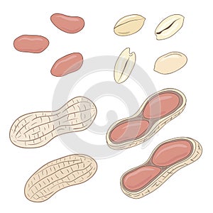 Peanuts. Set of vector peanuts, shelled and whole.