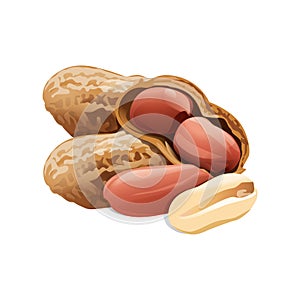 Peanuts in the shell and without shell on a white background