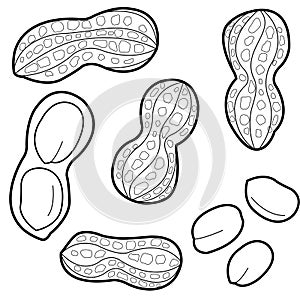 Peanuts on white background. Peanut collection. Vector black and white coloring page.