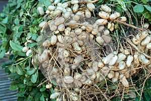 Peanuts are widely produced, especially in the tropical region.