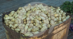 Peanuts are widely produced, especially in the tropical region.
