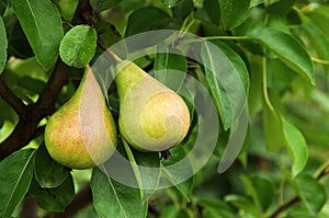 Pear photo