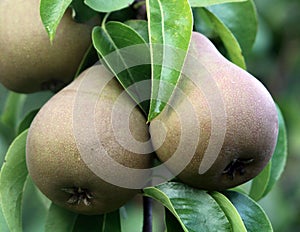 Pear