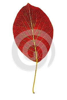 Pear autumn leaf isolated