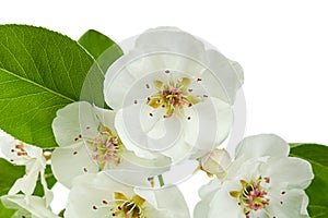 Pear bloom branch closeup on white