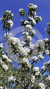 Pear in bloom. Pear branch against the blue sky. Fruit trees in early spring. Vertical floral background