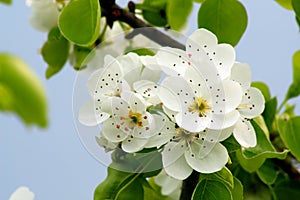 Pear blossom photo