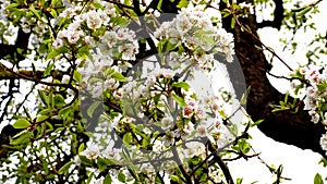 Pear blossom, branch with flowers and a camera drive