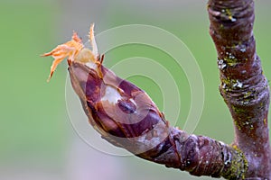 Pear Blossom Bud Emerges in Spring 02