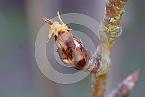 Pear Blossom Bud Emerges in Spring 06
