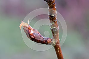 Pear Blossom Bud Emerges in Spring 08