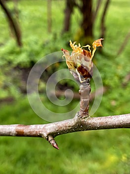 Pear Blossom Bud