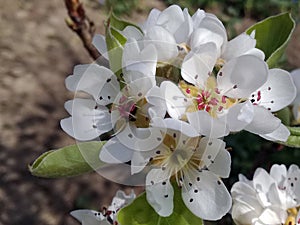 Pear blossom close-up