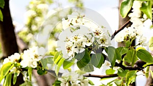 Pear blossom in full blum against ib the garden. Nature concept.