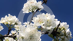 pear blossom in spring in Germany