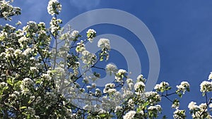 Pear blossom in spring in Germany