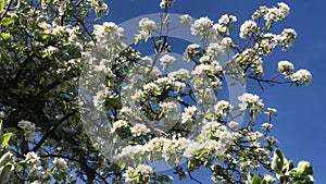 Pear blossom in spring in Germany