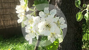 Pear blossom in spring in Germany, closeup
