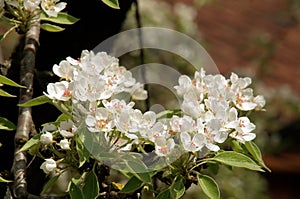 Pear blossom in the Swiss village of Berschis