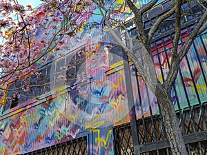 Pear Blossom Tree and Graffiti in the LA Arts District
