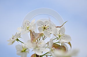 PEAR Blossoms close-up