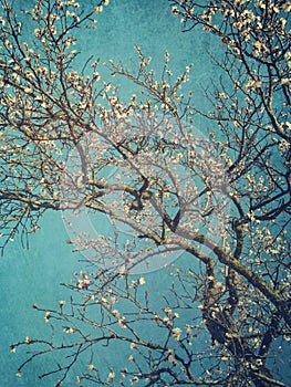 Pear blossoms in spring