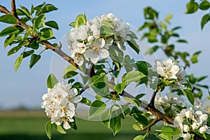 Pear blossoms in spring. A branch with beautiful pear flowers. Beautiful pear flowers close-up