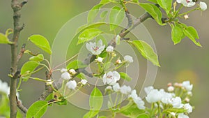 Pear blossoms in spring concept. White flowers of pear blossom on pear tree. Close up.