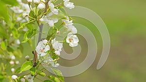 Pear blossoms in spring. Lots of white flowers in sunlight spring sunny day. Close up.