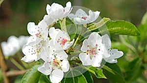 Pear blossoms on a sunny spring day