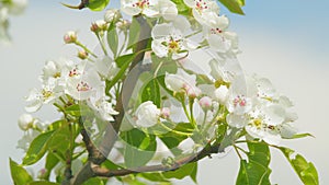 Pear blossoms swaying in the wind. Branches of a sweet pear tree with white flowers. Close up.
