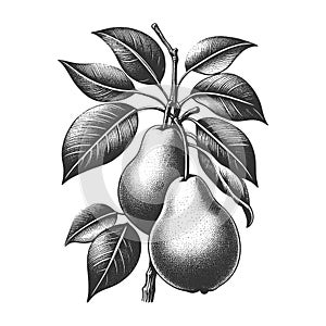 Pear Branch engraving sketch vector illustration