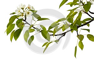 Pear branch with flowers