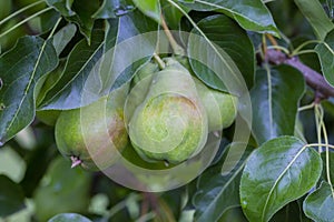 pear on a branch in the garden. pears ripen on the tree. pears in raindrops close-up on a branch. background with pears.