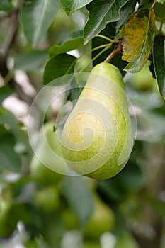 Pear on a branch. Green pears among the leaves close-up. Unripe fruits. Selective focus