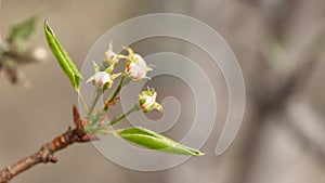 A pear branch in the pink bud stage on a blurry natural background. Copy space.