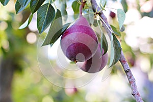 Pear branch with red pears