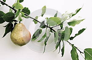 Pear on branch on the white background