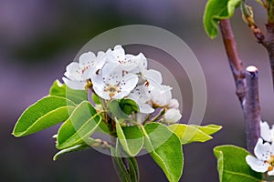 Pear branch with white flowers on a dark background. Pear blossoms
