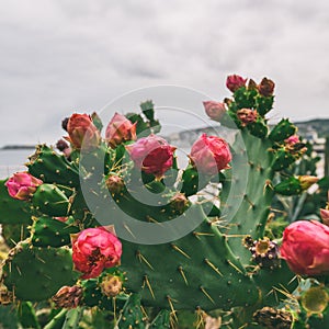 Pear cactus flowers