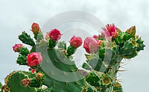 Pear cactus flowers