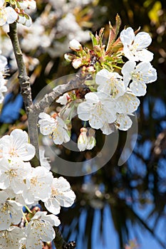 Pear cherry blossoms in spring trre with palm background