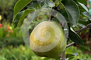 Pear on the columnar pear tree