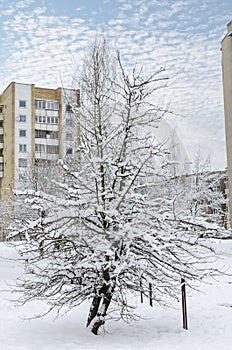 A pear covered with a thick layer of snow in Vilnius