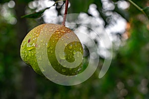 Pear drops of rain hanging on the tree. Dark background surface of green and wet pear after the rain