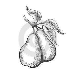 Pear engraving illustration