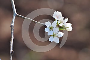 A pear flower