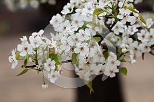 Pear flower in April